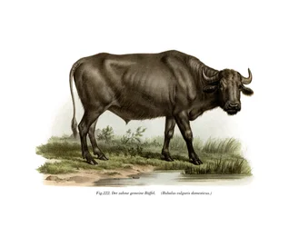 Hausbüffel, 1860